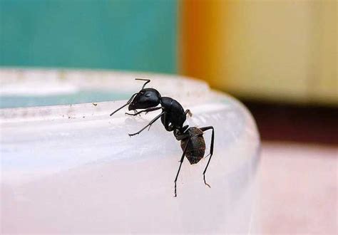 家裡出現大螞蟻